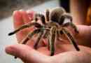 12 Zanimivih dejstev o tarantulah