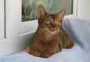 Abyssinian cat: zgodovina, značilnosti, opis, nega, zdravje in nakup