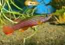 Aphisemion streatum - rainbow fish z modrostjo
