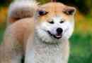 Akita noter