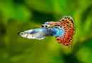 Akvarij ribe guppy