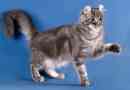 Ameriška curl - rara cat pasma