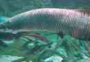 Arapaima - velikan tropska sladkovodna riba