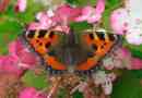 Butterfly urticap