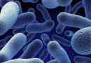 Bakterije: prijatelj ali sovražnik?