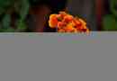 Marigold