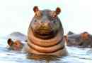 Hippopotamus