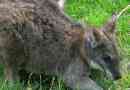 Belograda fitalander: dwarf kangaroo