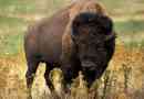 Buffalo