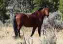 Brambombi - wild australian horses