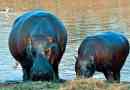 Kaj pogajajo hippopaths v divjih živalih in živalskih vrtcih?