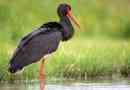 Black stork