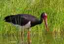 Black stork
