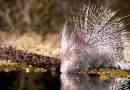 Porcupine