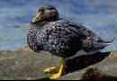 Falkland duck