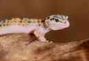 Gecko