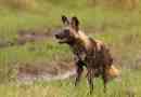 Hyenal pes