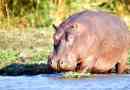 Hippopotamus
