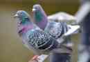 Golobi