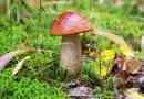 Mushroom businik