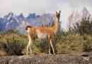 Guanaco