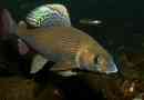 Lipan