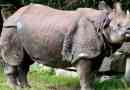 Indijski rhino