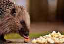 Zanimivosti o ježu