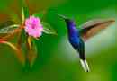 Zanimiva dejstva o kolibriju