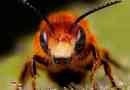 Zanimivosti o žuželkah in živalih
