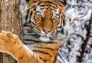 Zanimiva dejstva o amur tigre