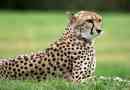 Zanimiva dejstva o cheetahs