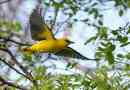Oriole