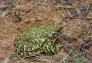 Zeleno toad