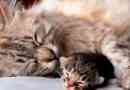 Kako mačke rodijo: znaki začetnih aktivnosti v živali