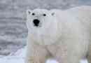 Beli polarni medved - opis, območje, prehrana, reprodukcija, vedenje in fotografija