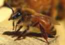 Californian killer bees ujamejo nas
