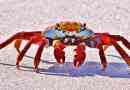 Kamchatsky crab