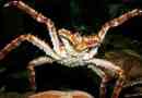 Kamchatsky crab. Habitat in življenjski slog kamchatka crab