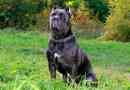 Cane corso