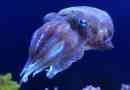 Cuttlefish