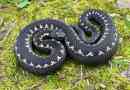 Caucasian viper (vajuk kamekova)