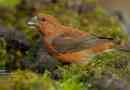 Crossbill
