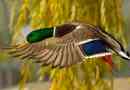 Mallard: fotografija, opis ptic