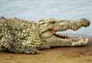 Crocodile
