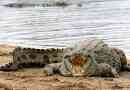 Nil crocodile