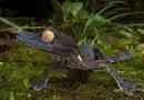 Lishawn madagaskar gecko - loves of terara