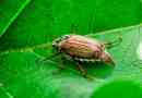 Chafer