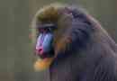 Mandrill