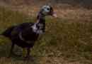 Muscovy duck